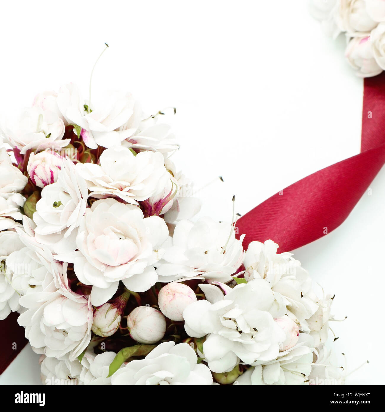 Blossom von weiße Blume, Herrlichkeit Bower (Clerodendrum chinense), isoliert auf weißem Stockfoto