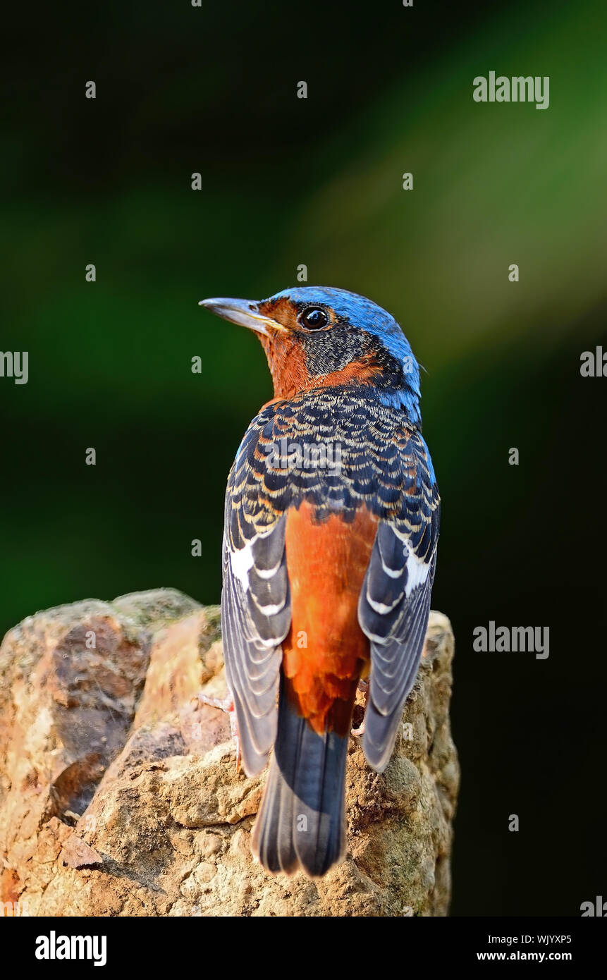 Schöner Rock-Drossel Vogel, männliche weiße-throated Rock-Soor (Monticola Gularis), sitzen auf den Felsen zurück Profil Stockfoto