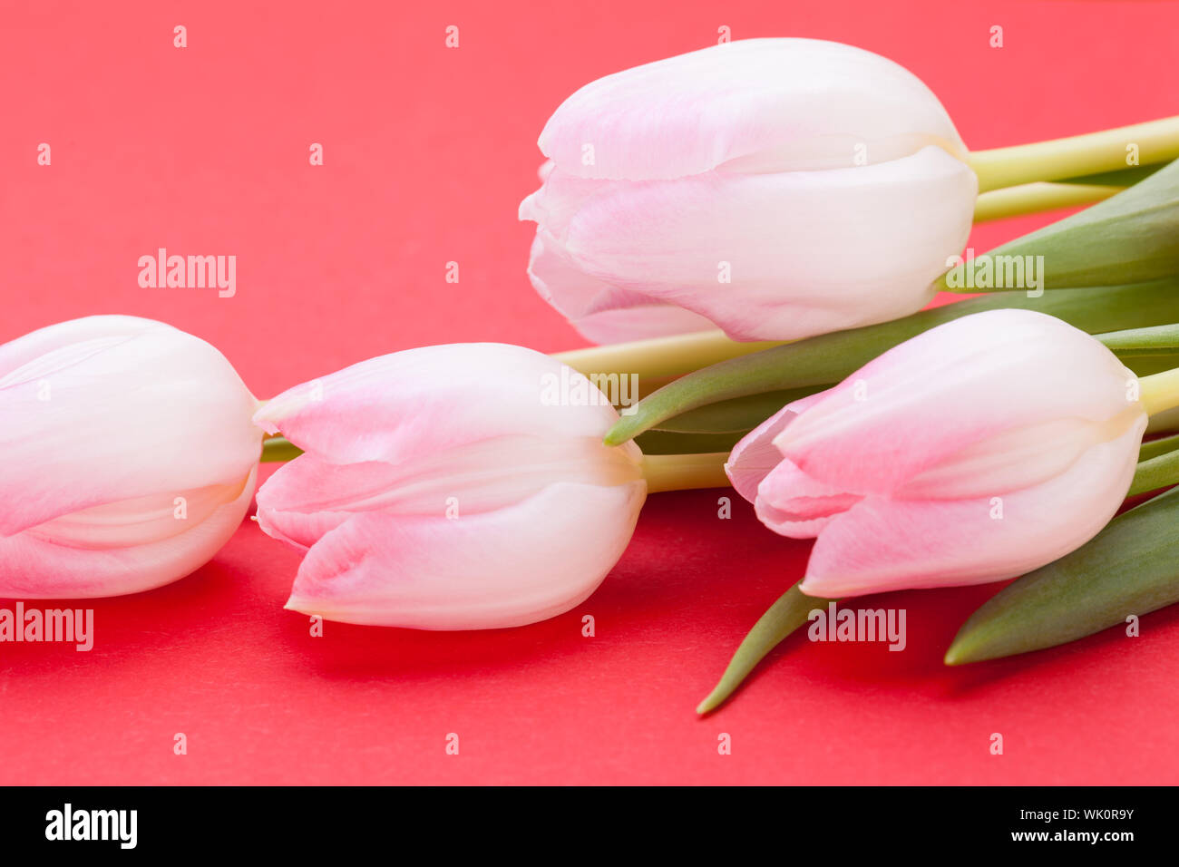 Frühling Hintergrund der zierliche rosa Tulpen Stockfoto