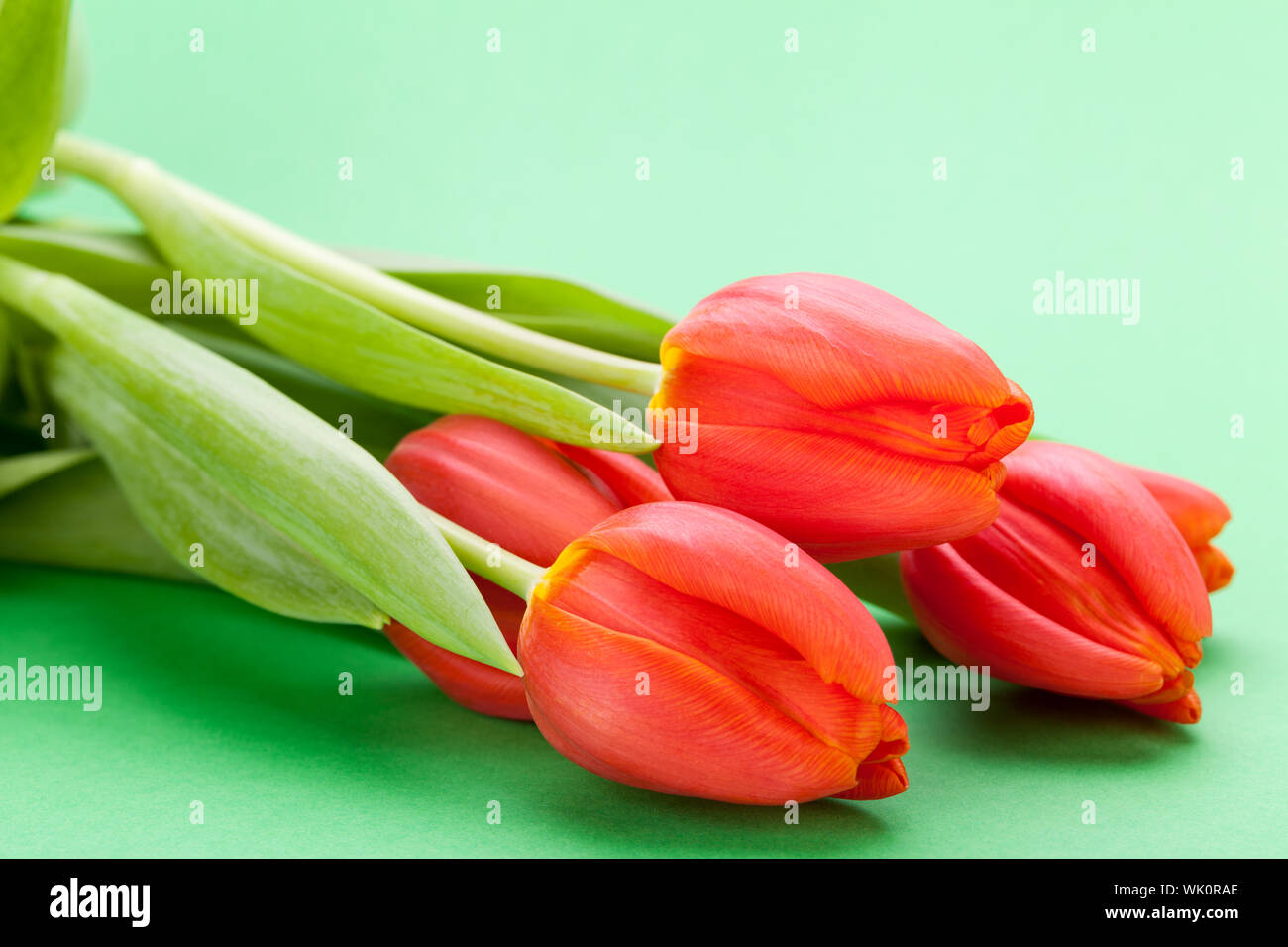 Schöne Frische rote Tulpen für einen lieben Menschen Stockfoto