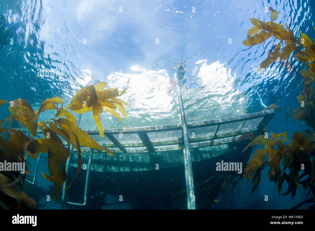 Wahrheit Aquatics tauchen Boot der Konzeption wurde auf See am 2. September 2019 verbrannt. Das tragische Ereignis getötet 34 Fahrgäste. Stockfoto