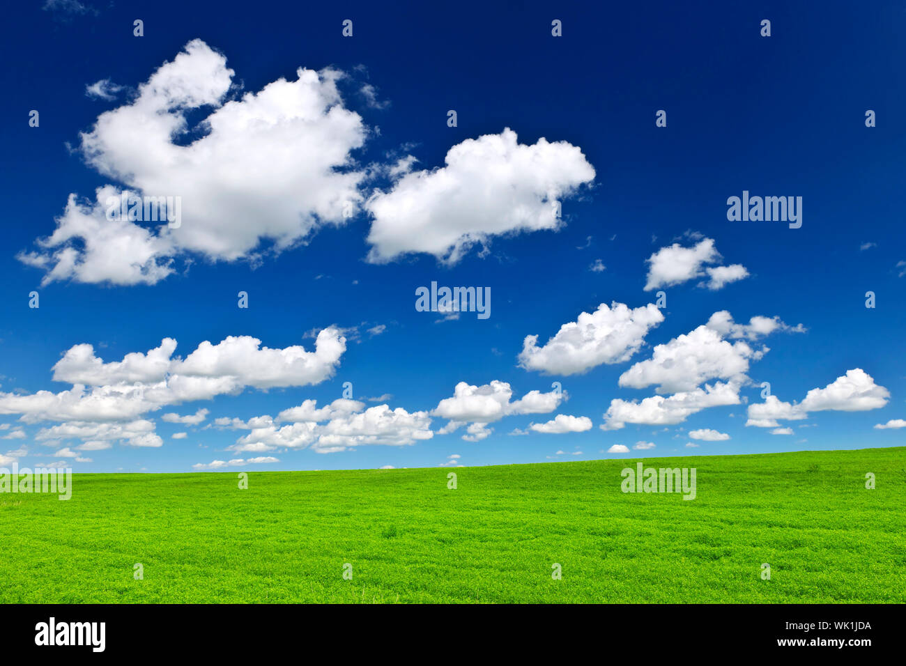 Üppige grüne Linsen und Weizen Felder unter blauem Himmel in Saskatchewan Prärien Kanadas Stockfoto