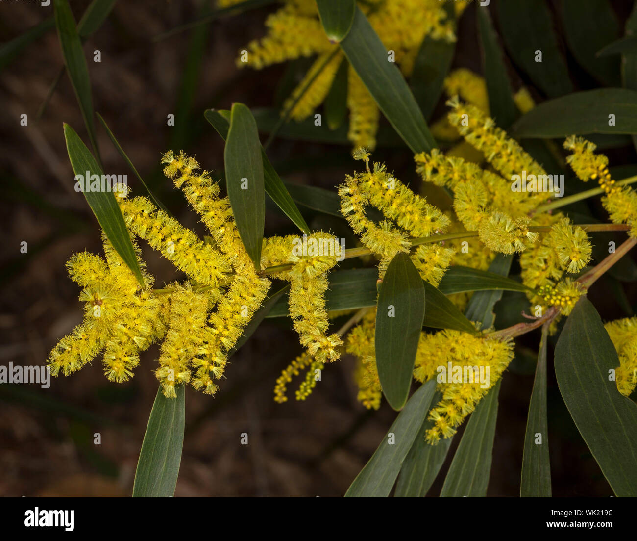 Goldene gelbe Blumen und grüne Blätter von Acacia/Wattle, Australische Wildblumen auf dunklem Hintergrund in NSW Stockfoto