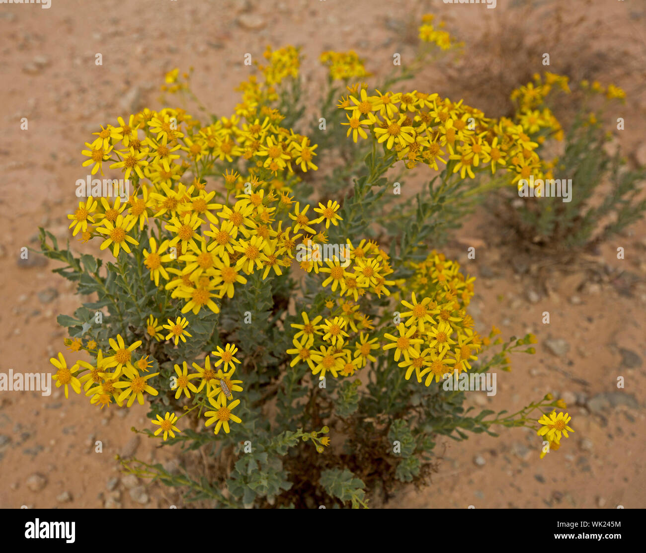 Cluster von gelben Blüten & grünes Laub von Senecio Magnificus, auffällige Kreuzkraut, gegen den Hintergrund des sandigen Bodens im Outback Australien während der Dürre Stockfoto