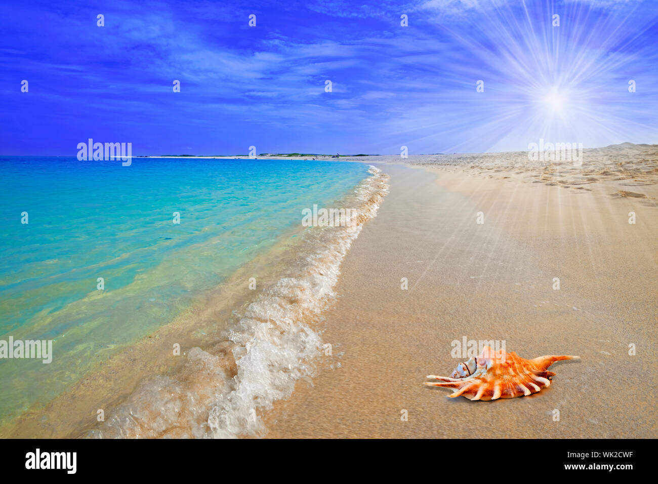 Sea Shell Boca Grandi Strand, Aruba Stockfoto