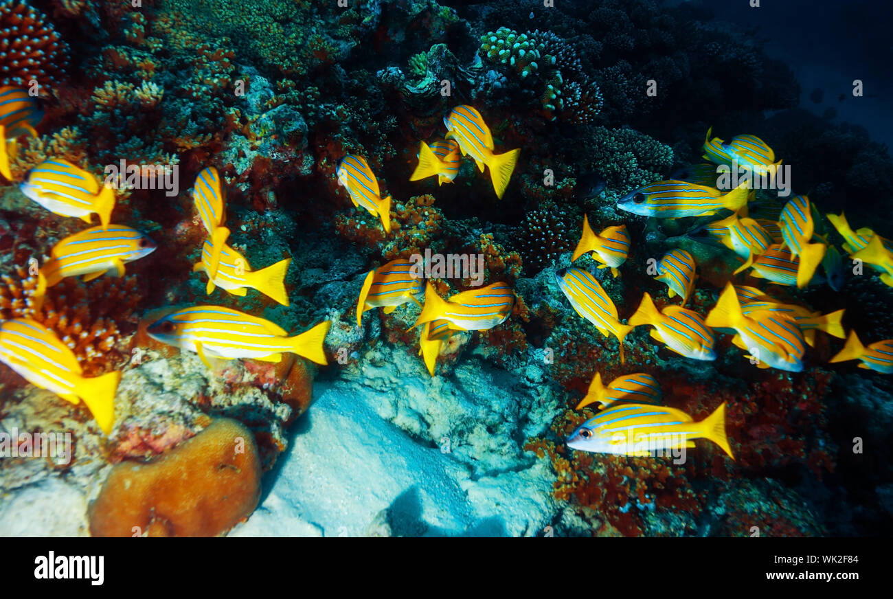 Leben im Meer Hintergrund Stockfoto