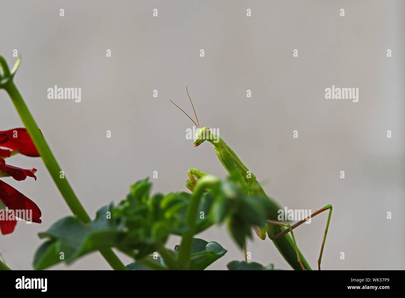Grüne Europäische Gottesanbeterin mantis religiosa oder Mantid lateinischen Status Symbol von Connecticut in Ruhe auf einer Geranie Pflanzen im Sommer in Italien Stockfoto