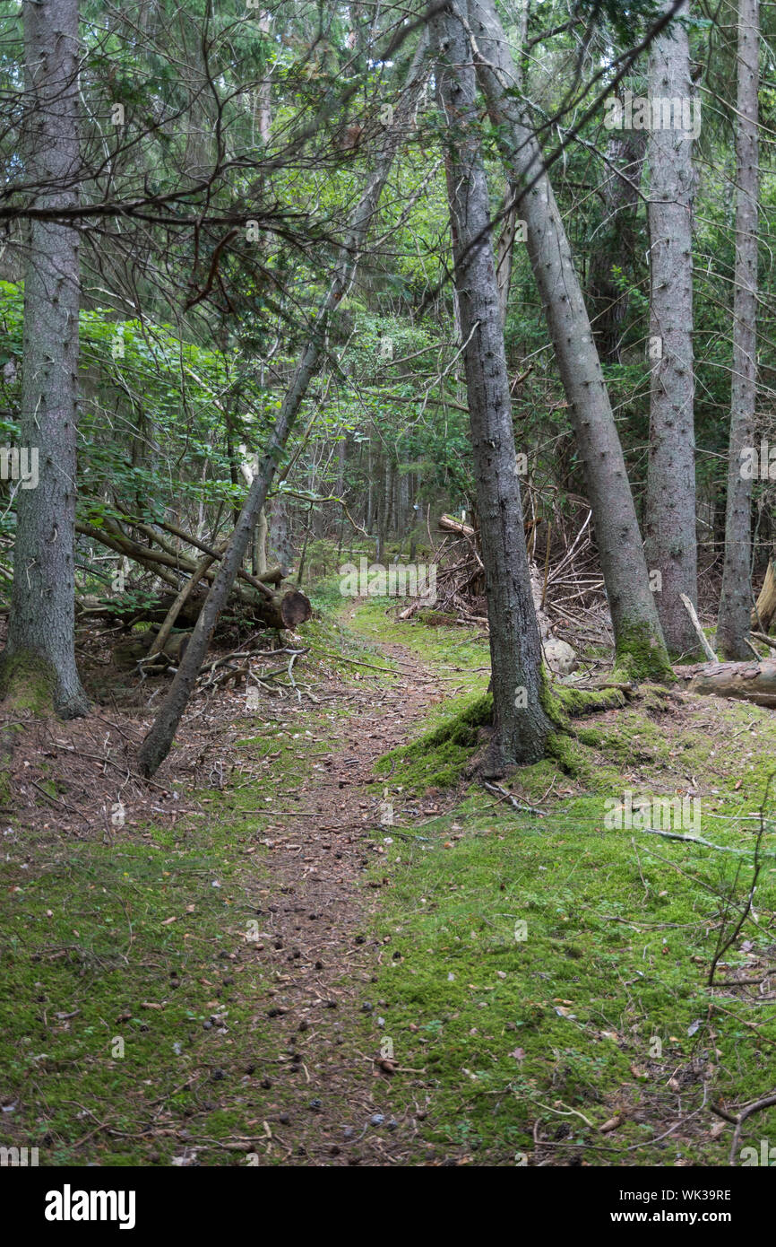 Fußweg durch ein altes Wachstum Wald mit Moosigen Boden an der schwedischen Insel Oland Stockfoto