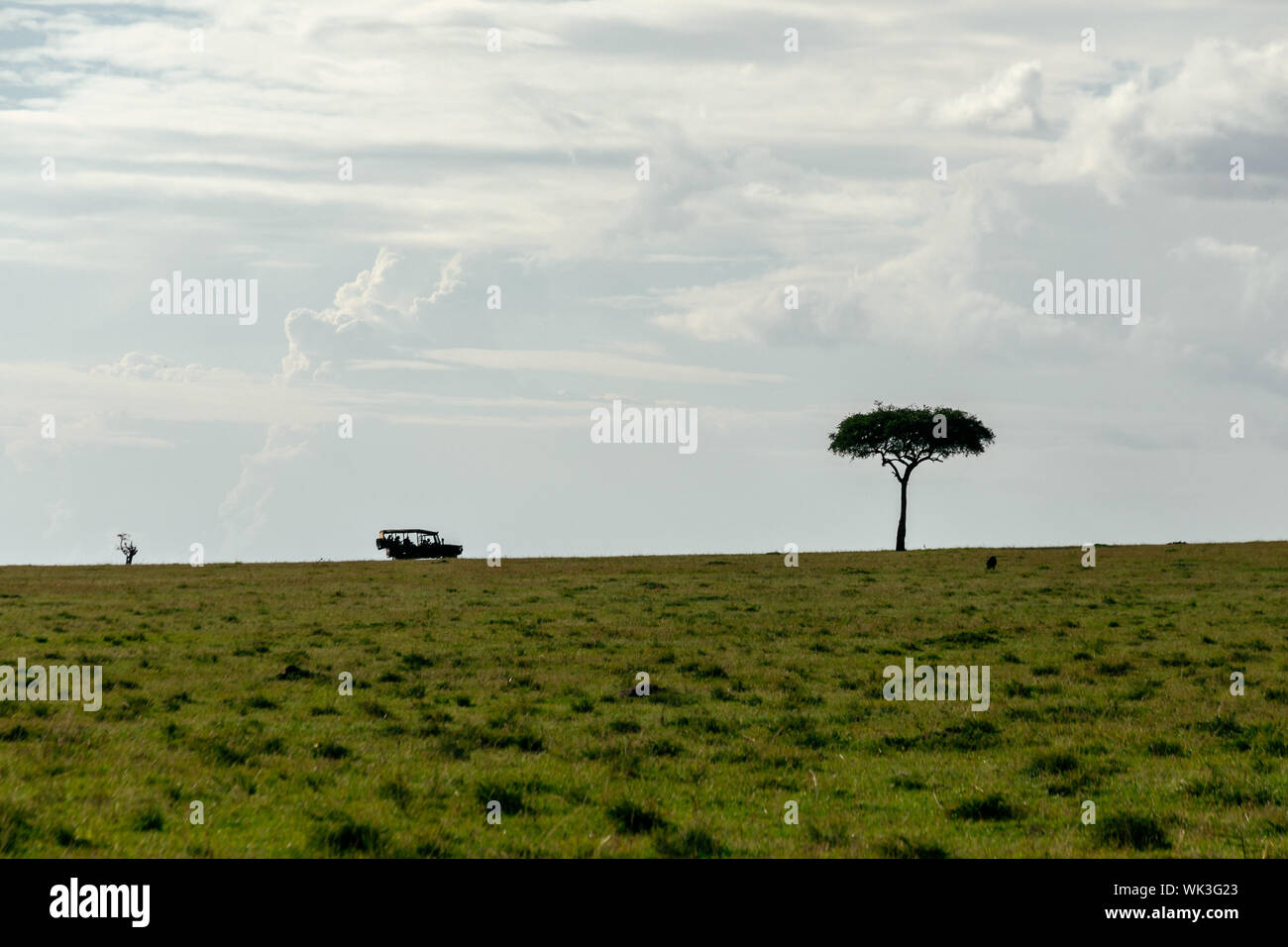Solem Baum in Afrika und einen Jeep. Stockfoto