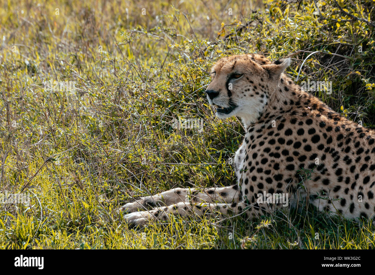 Cheetah ruht im Bush an einem heißen afrikanischen Tag Stockfoto