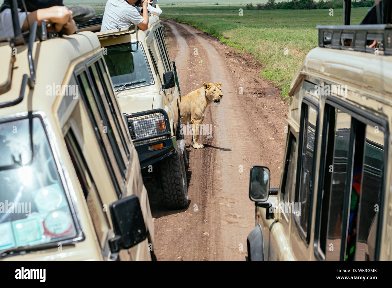 Löwin Jeeps, die mit Touristen in Ngorongoro Krater Stockfoto