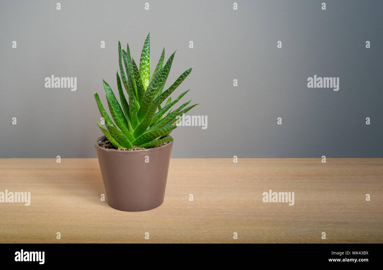 Aloe Vera Pflanze in Braun Blumentopf auf Holz Mbel gegen graue Wand  Stockfotografie - Alamy