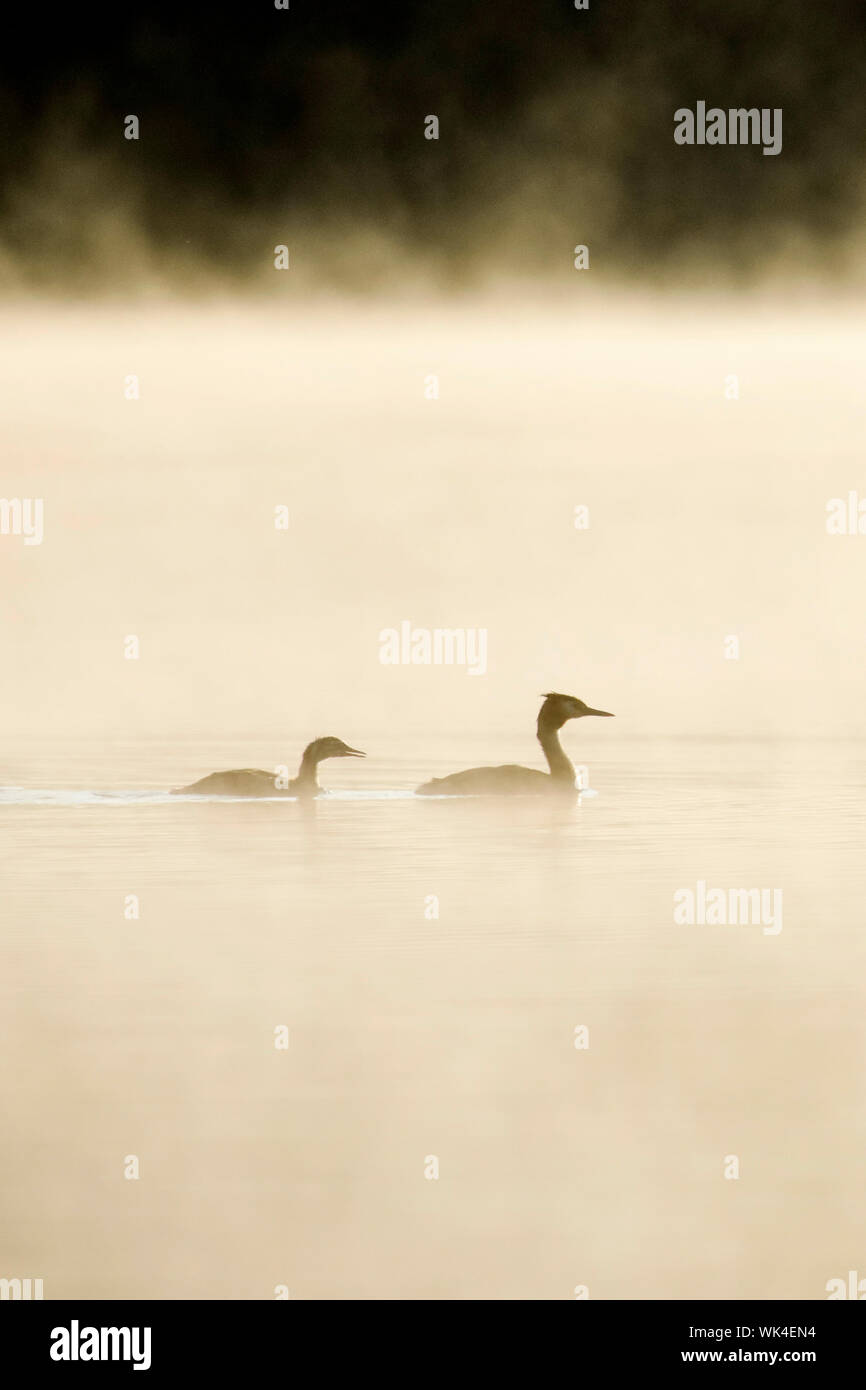 Haubentaucher, Podiceps cristatus, Schweiz Stockfoto