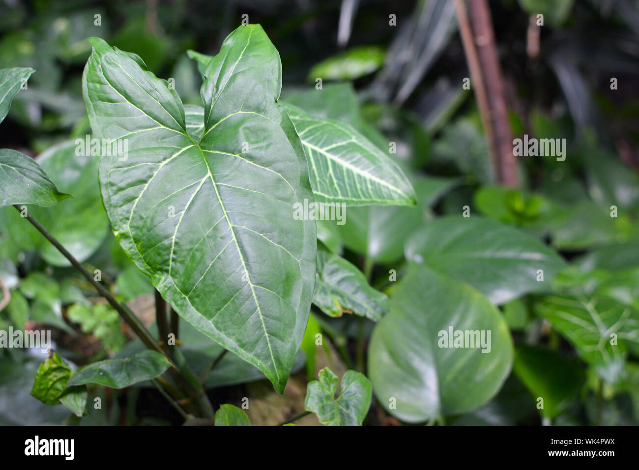 Detail der Blätter der Pflanze ist eine exotische yngonium Podophyllum Schott Trileaf Wunder' Stockfoto