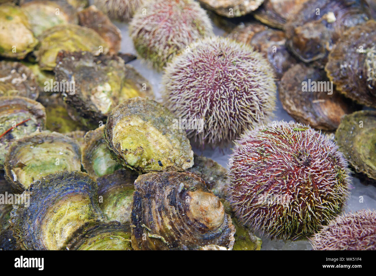 Meeresfrüchte auf Verkauf in einem norwegischen Fish shop Stockfoto