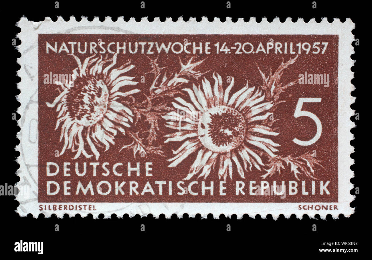 Stempel ausgestellt in Deutschland - Demokratische Republik (DDR) zeigt Carlina acaulis, Naturschutz Serie, ca. 1957. Stockfoto