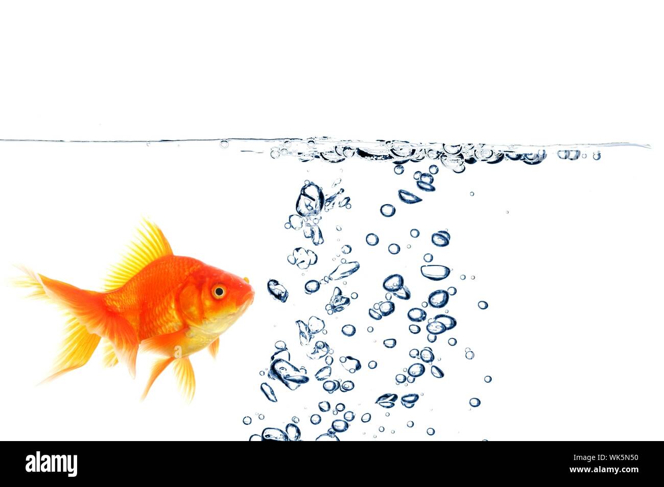 Goldfisch unter Wasser mit Blasen und Copyspace auf Weiß Stockfoto