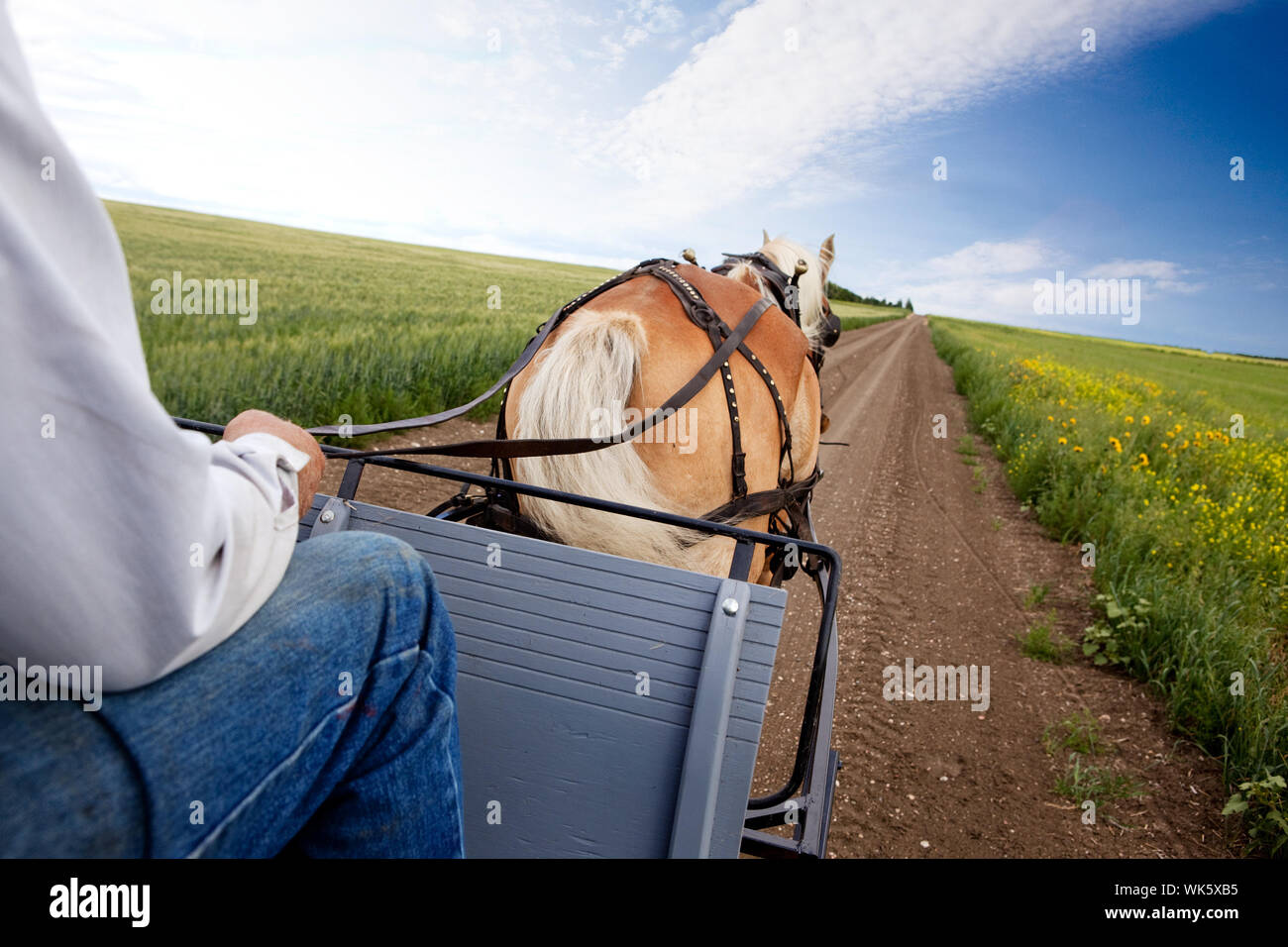 Pferd und Wagen Stockfoto