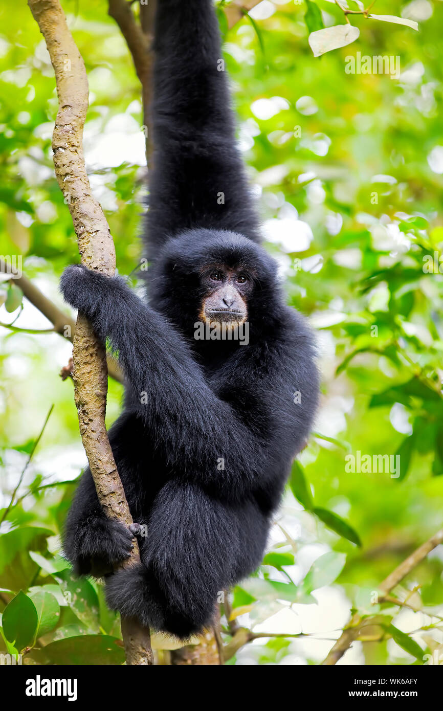Siamang Gibbon in den Bäumen hängen in Malaysia Stockfoto