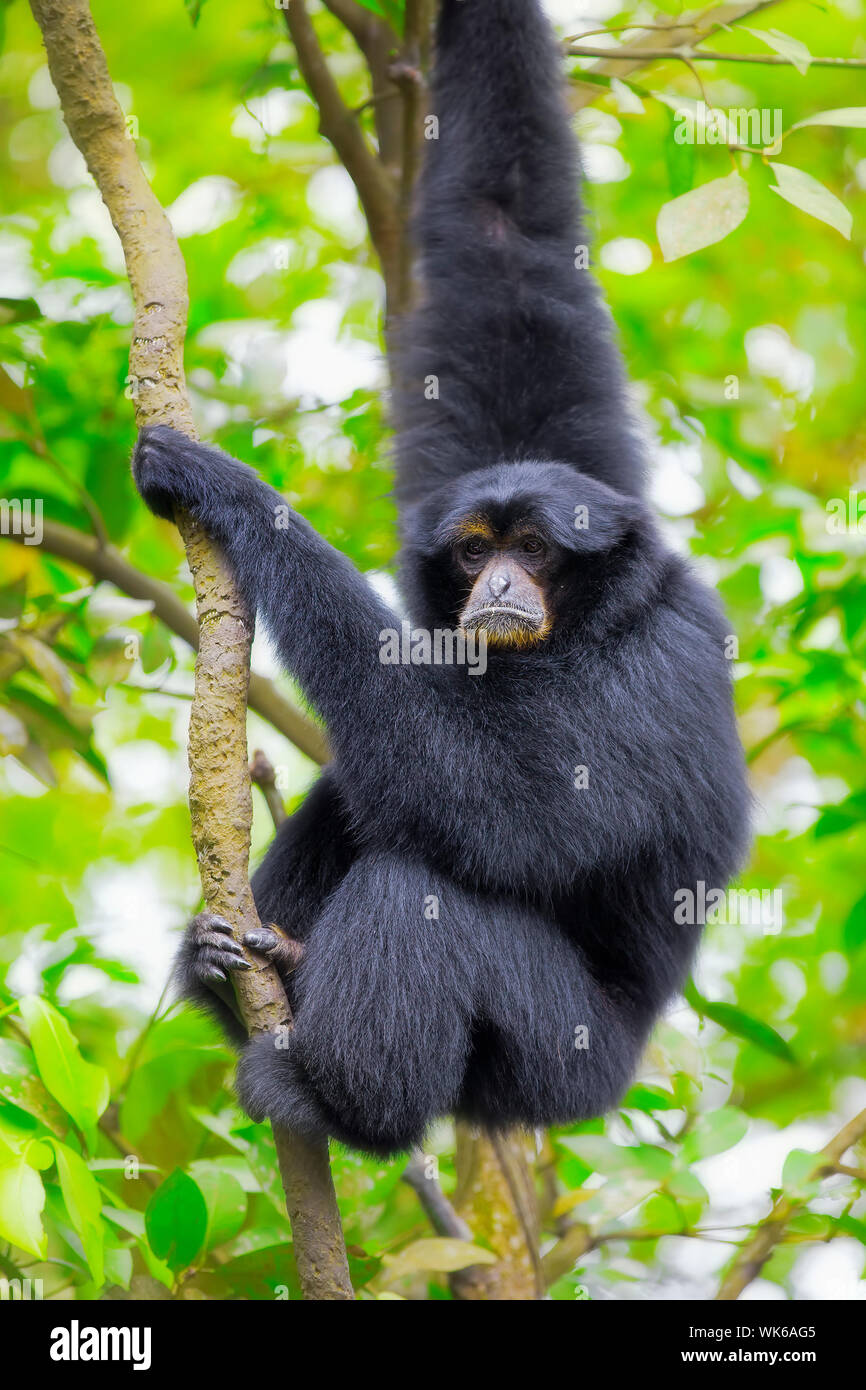 Siamang Gibbon in den Bäumen hängen in Malaysia Stockfoto