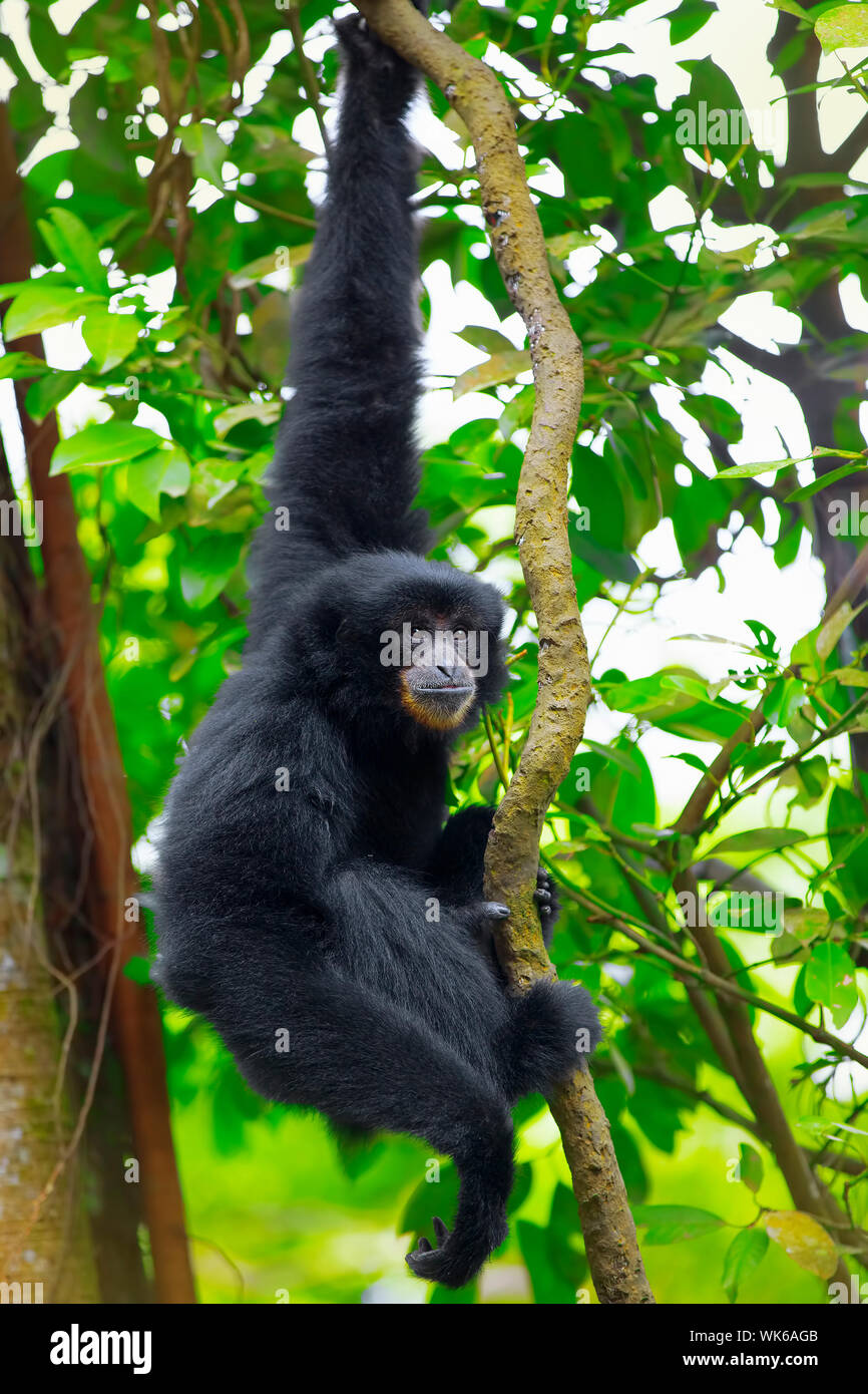Siamang Gibbon in den Bäumen hängen in Malaysia Stockfoto