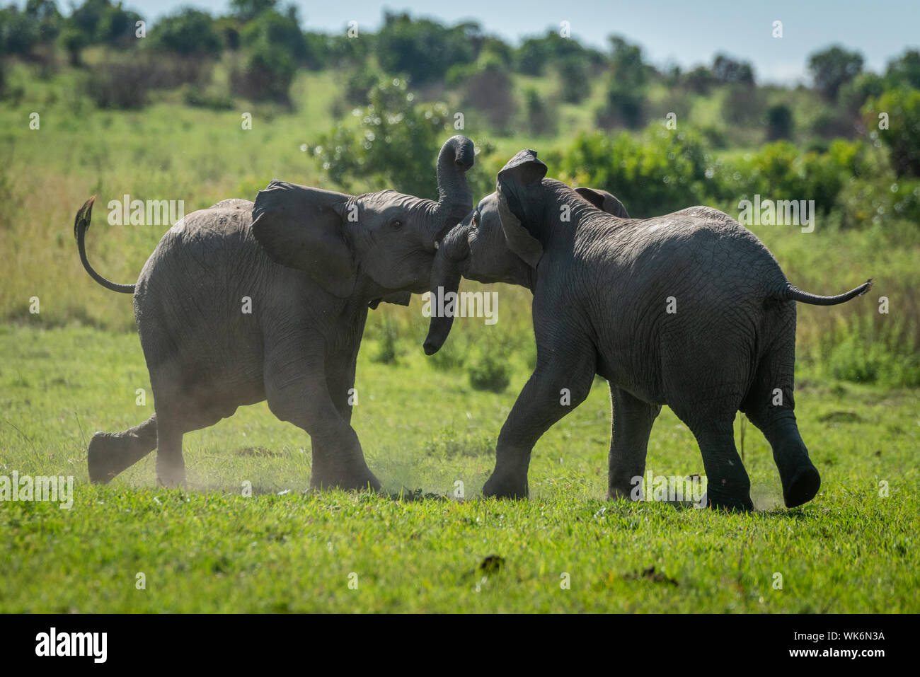 Zwei junge Elefanten spielen Kampf auf Gras Stockfoto