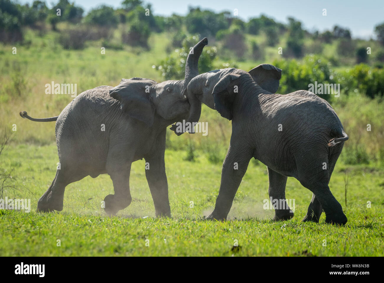 Zwei junge Elefanten spielen Kämpfen auf Gras Stockfoto