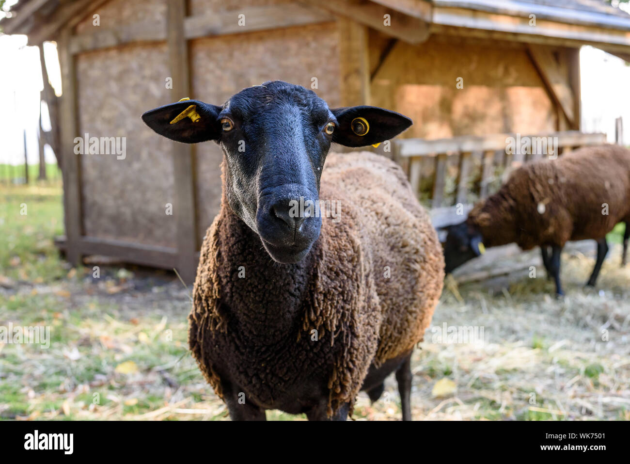 Schwarze Schafe Portrait, in die Kamera schaut, während ein anderer Streifen im Hintergrund ist (Parc de la Villette, Paris, Frankreich). Stockfoto