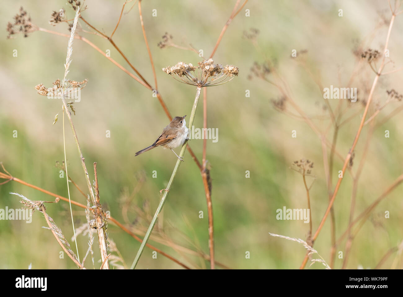 Whitethroat in sterbenden Kuh Petersilie Stockfoto