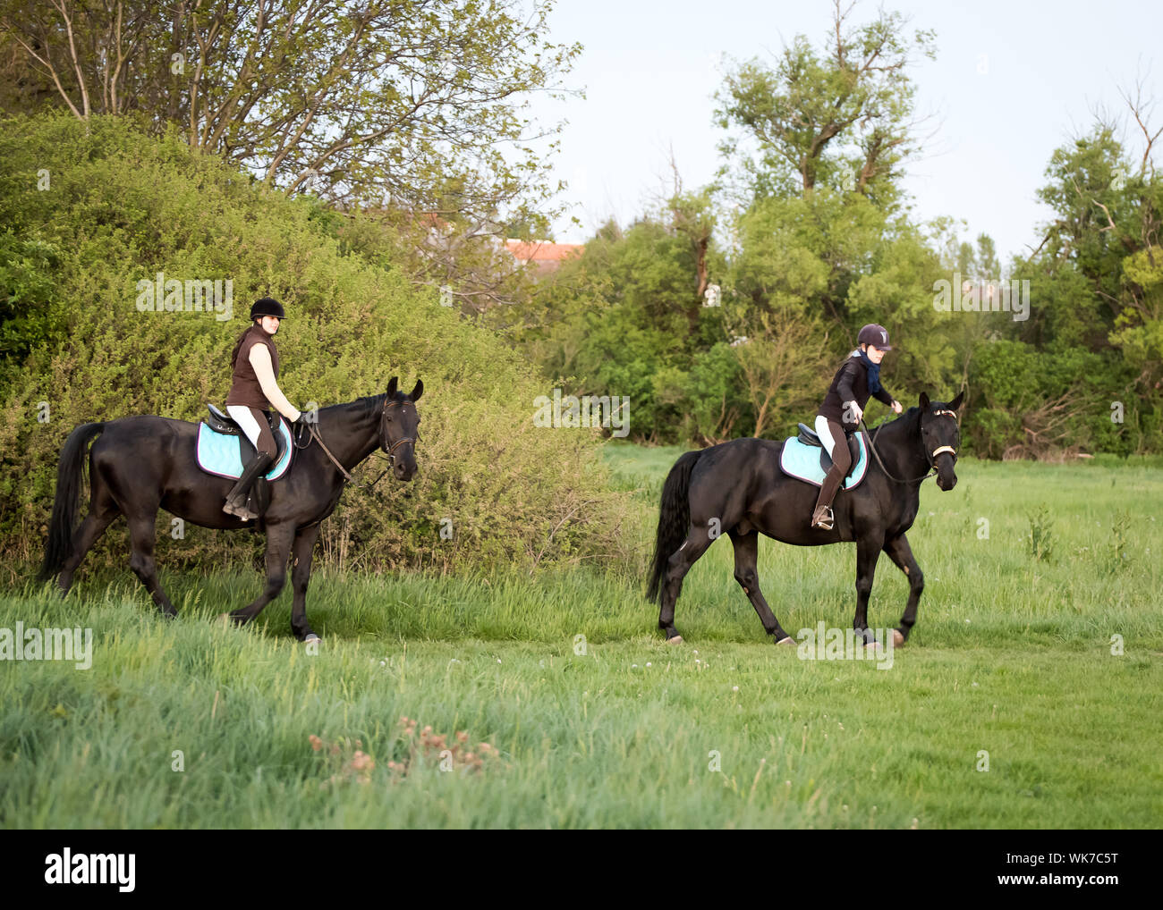 Viehzüchter, schwarze Pferde auf der Wiese gegen Bäume Stockfoto
