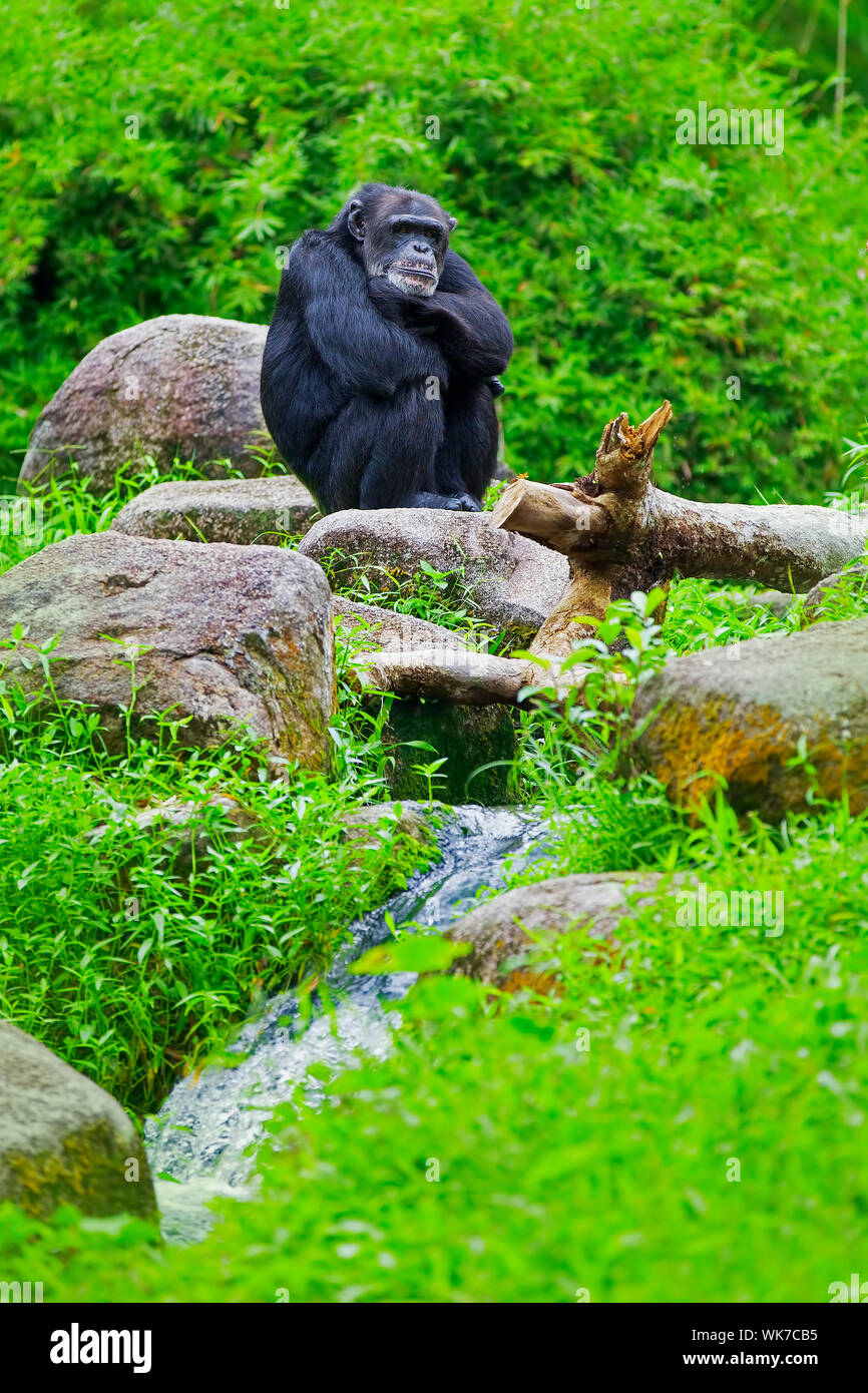 Gemeinsame Schimpansen, die an einem Fluss in der Wildnis Stockfoto