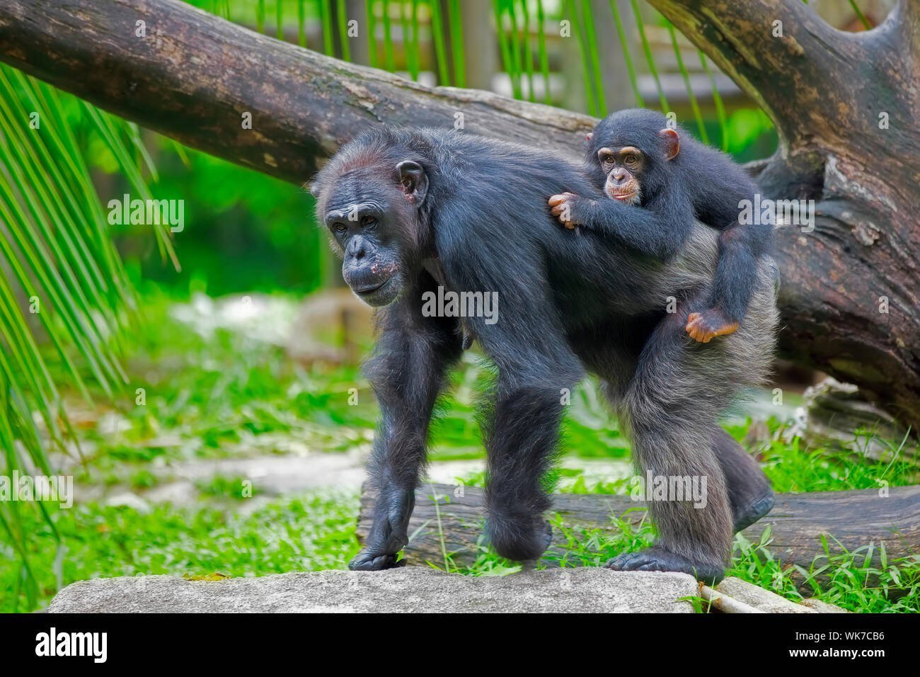Gemeinsame Schimpanse mit ihrem Kind in der Wildnis Stockfoto