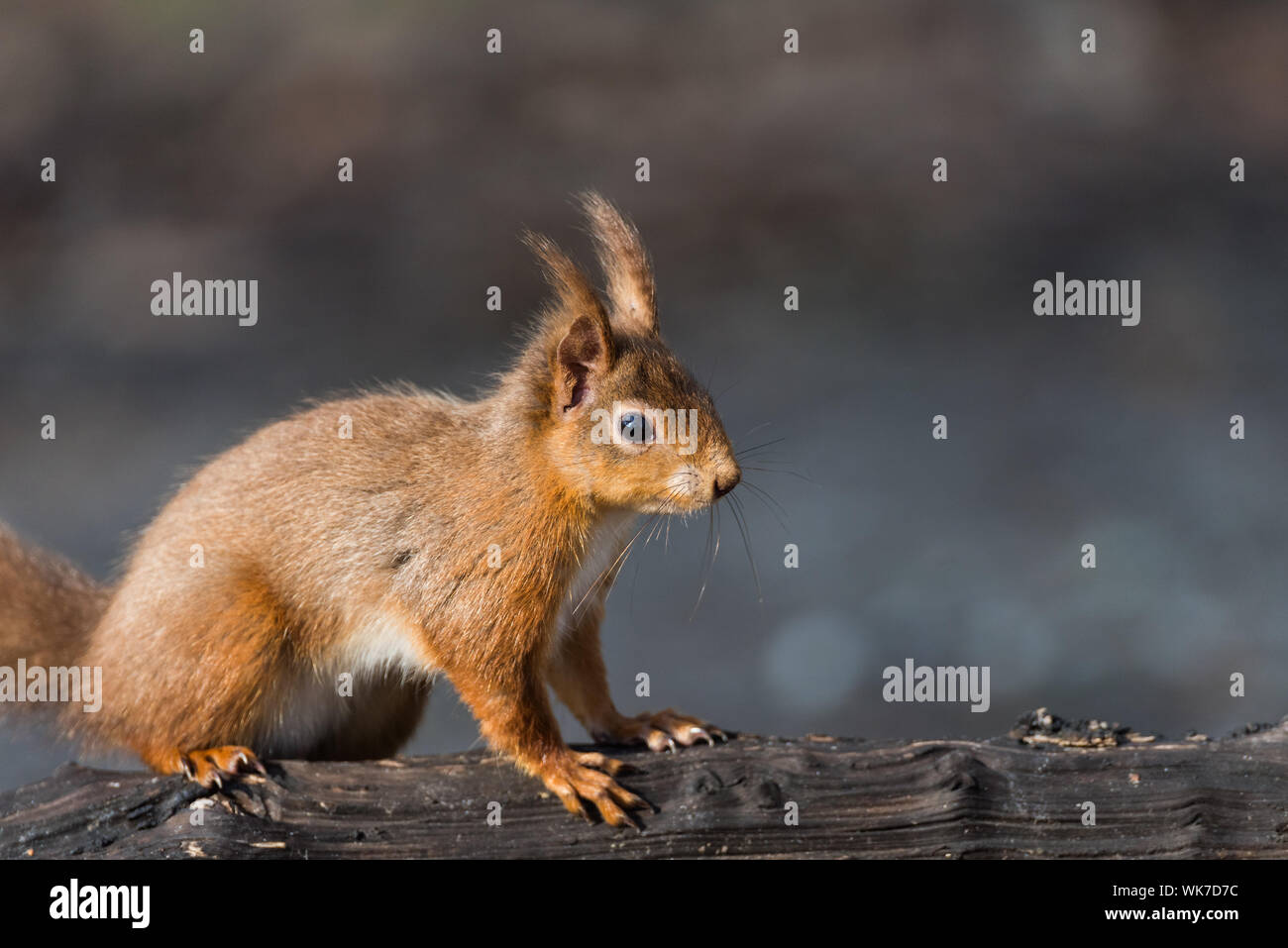 Eichhörnchen auf der Insel Brownsea, Dorset. Close Up, Seitenansicht, dunklen Hintergrund. Stockfoto