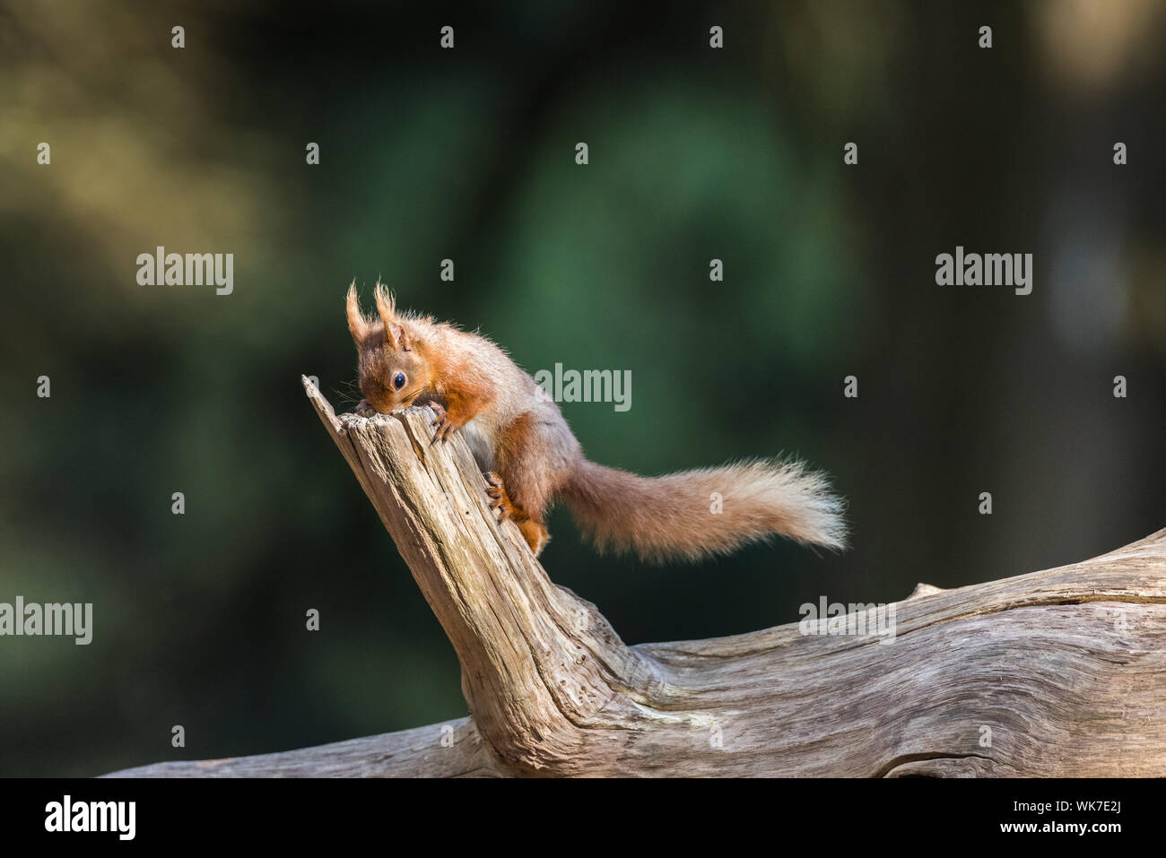 Eichhörnchen auf der Insel Brownsea, Dorset. Die Nahrungssuche in einem Baumstumpf. Stockfoto