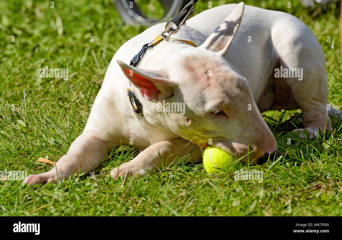 White Bull Terrier ist eine sportliche Hunderasse. Es war in England als Rasse gezüchtet. Stockfoto