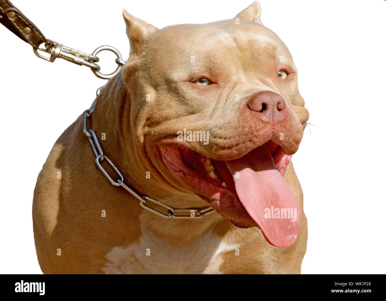 Pit Bull ist ein Service Hunderasse. Dies ist ein starker und robuster Hund. Stockfoto