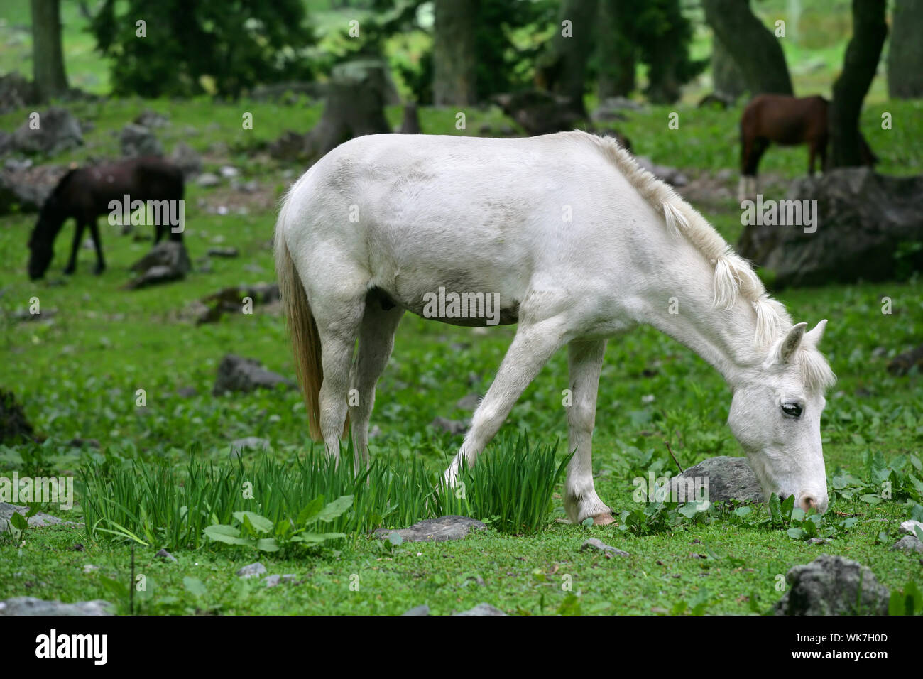 Weißes Pferd Weiden Stockfoto