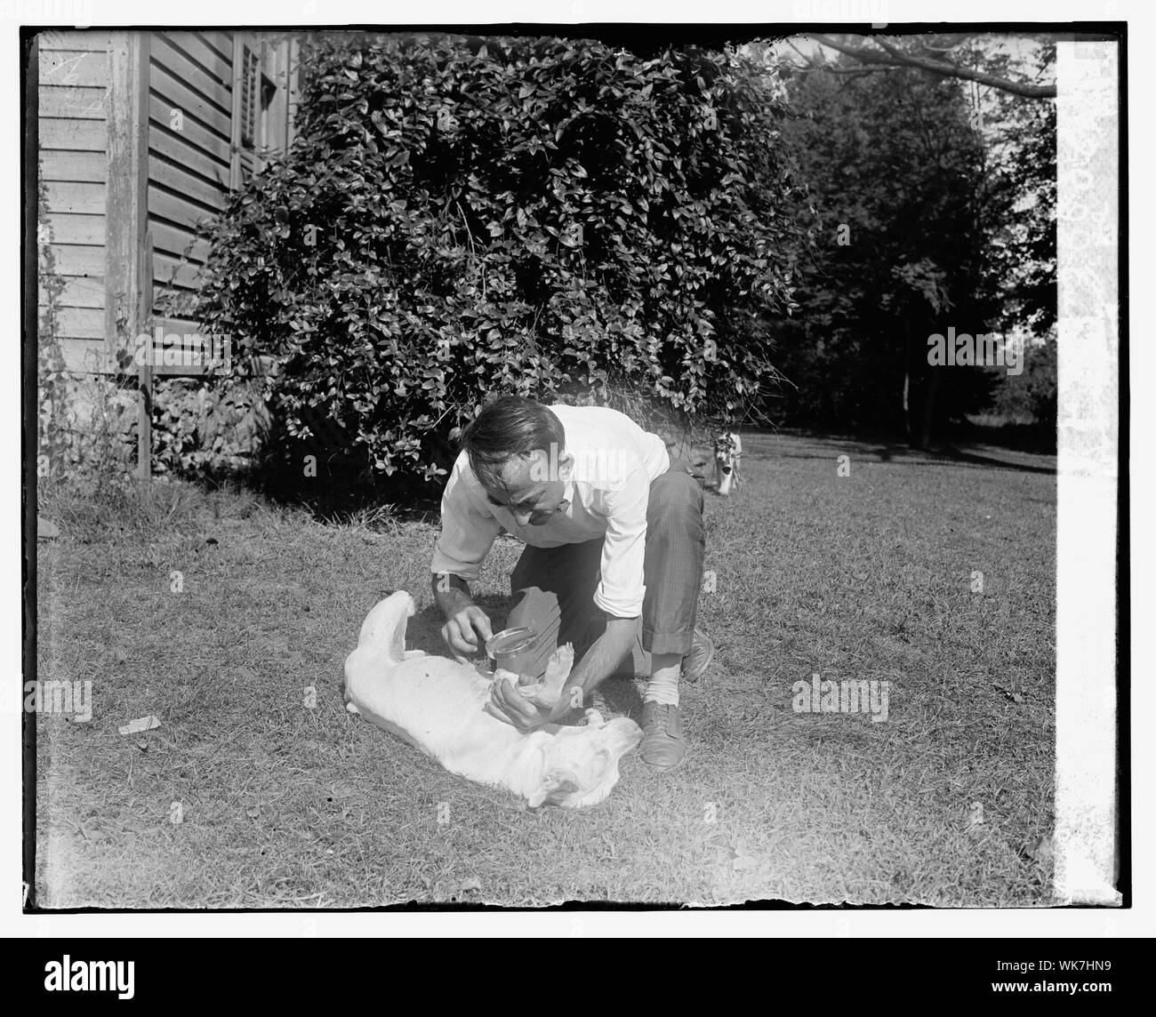 J.J. Culver von Ag. Ex, d. h. Landwirtschaft Experiment? Bahnhof, Vienna, Va., Studium der Flöhe, 9/18/25. Stockfoto