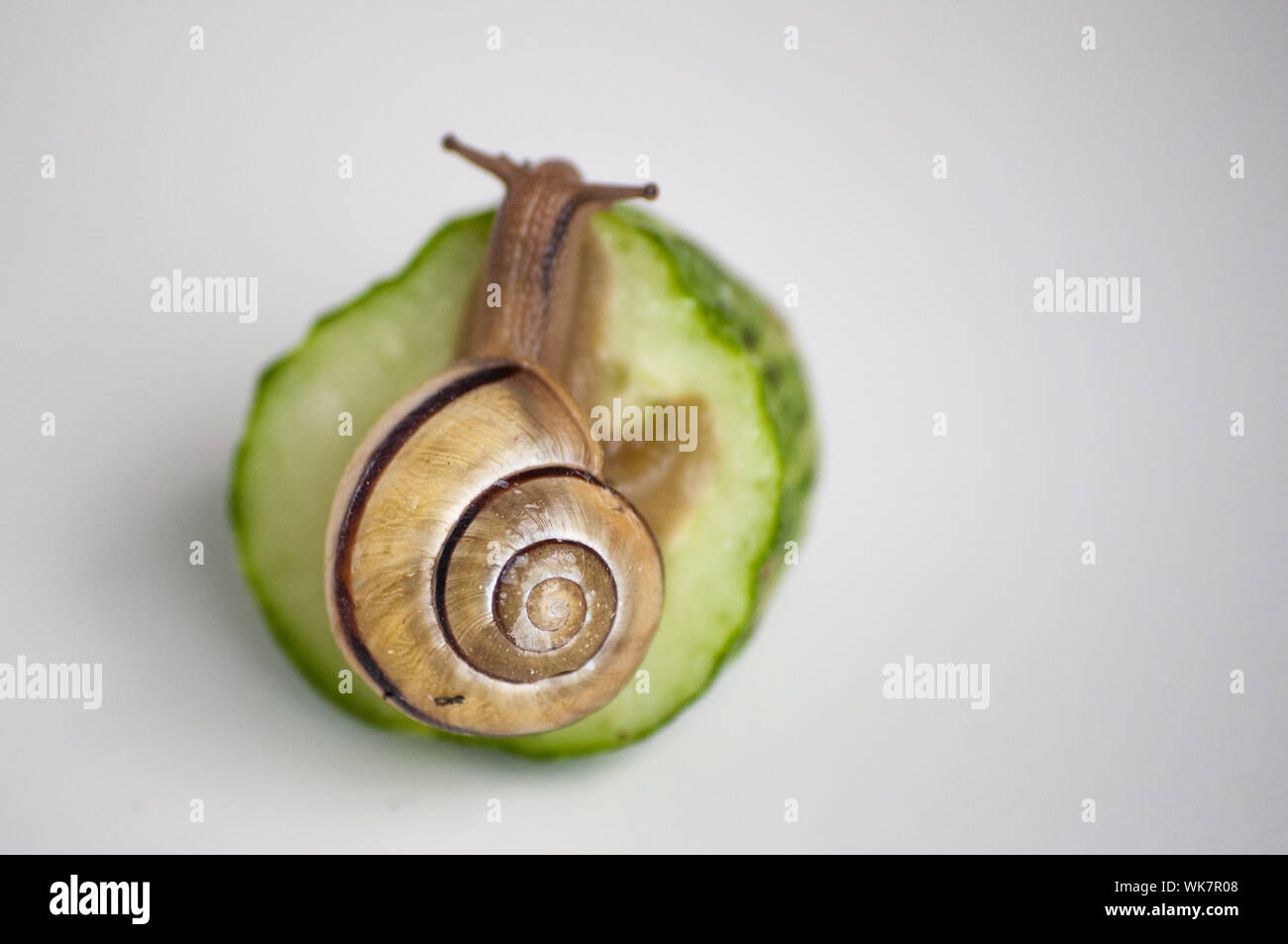 In der Nähe von wunderschönen Weinbergschnecken (Helix pomatia) Essen frische Gurke Stockfoto