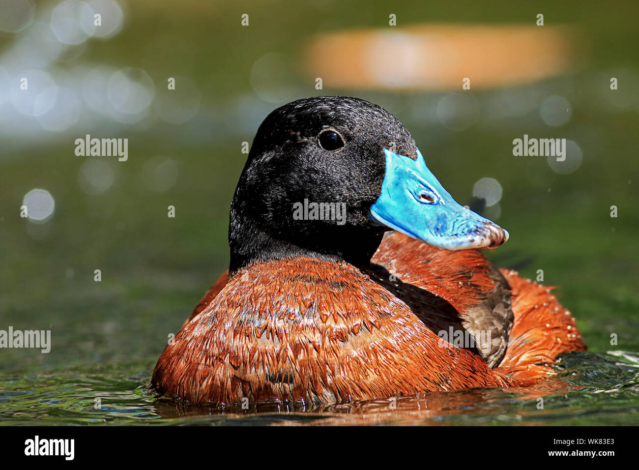 Porträt einer Kolbenente, Ente mit blauem Schnabel Stockfoto