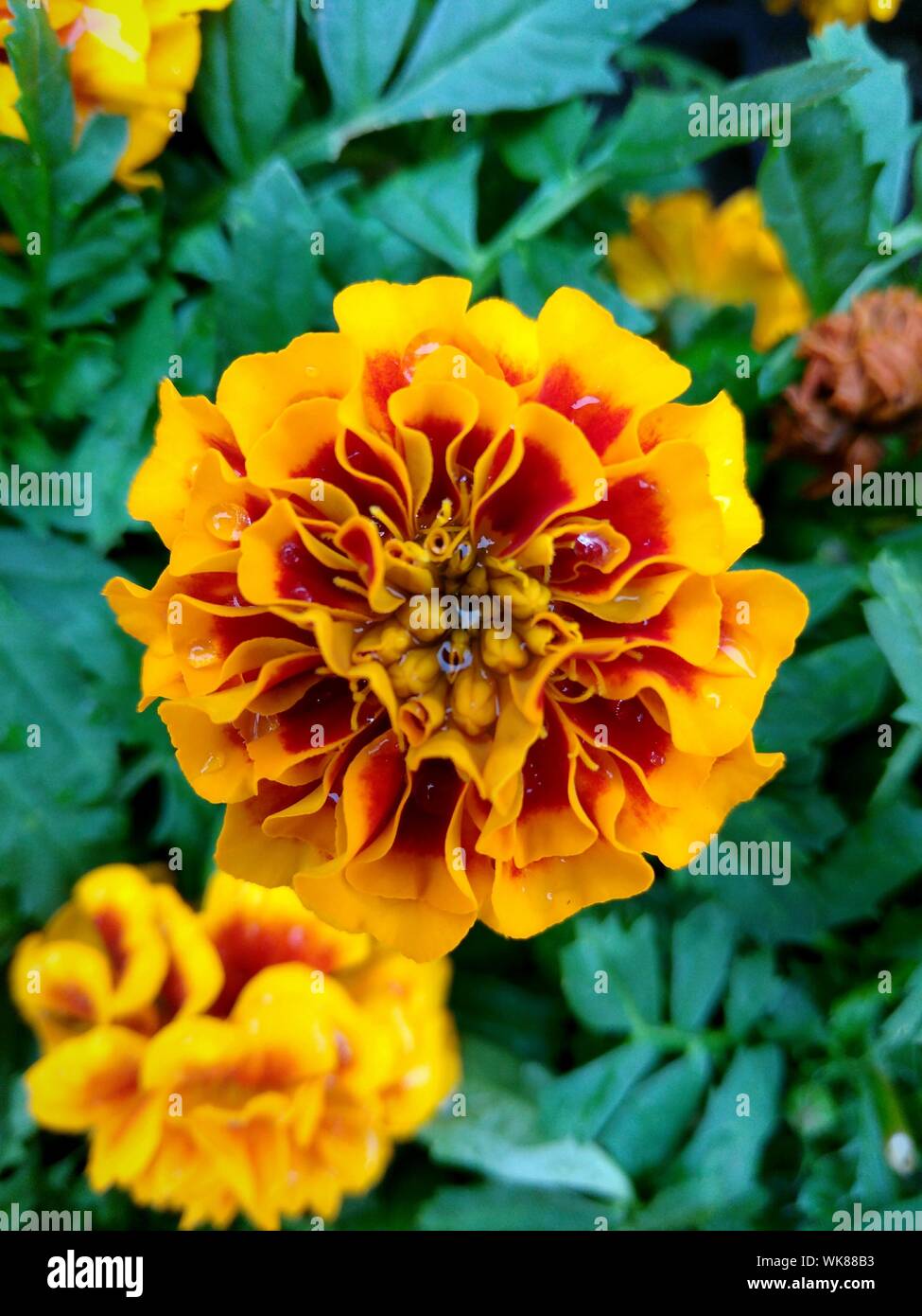 Orange gelbe blumen -Fotos und -Bildmaterial in hoher Auflösung – Alamy