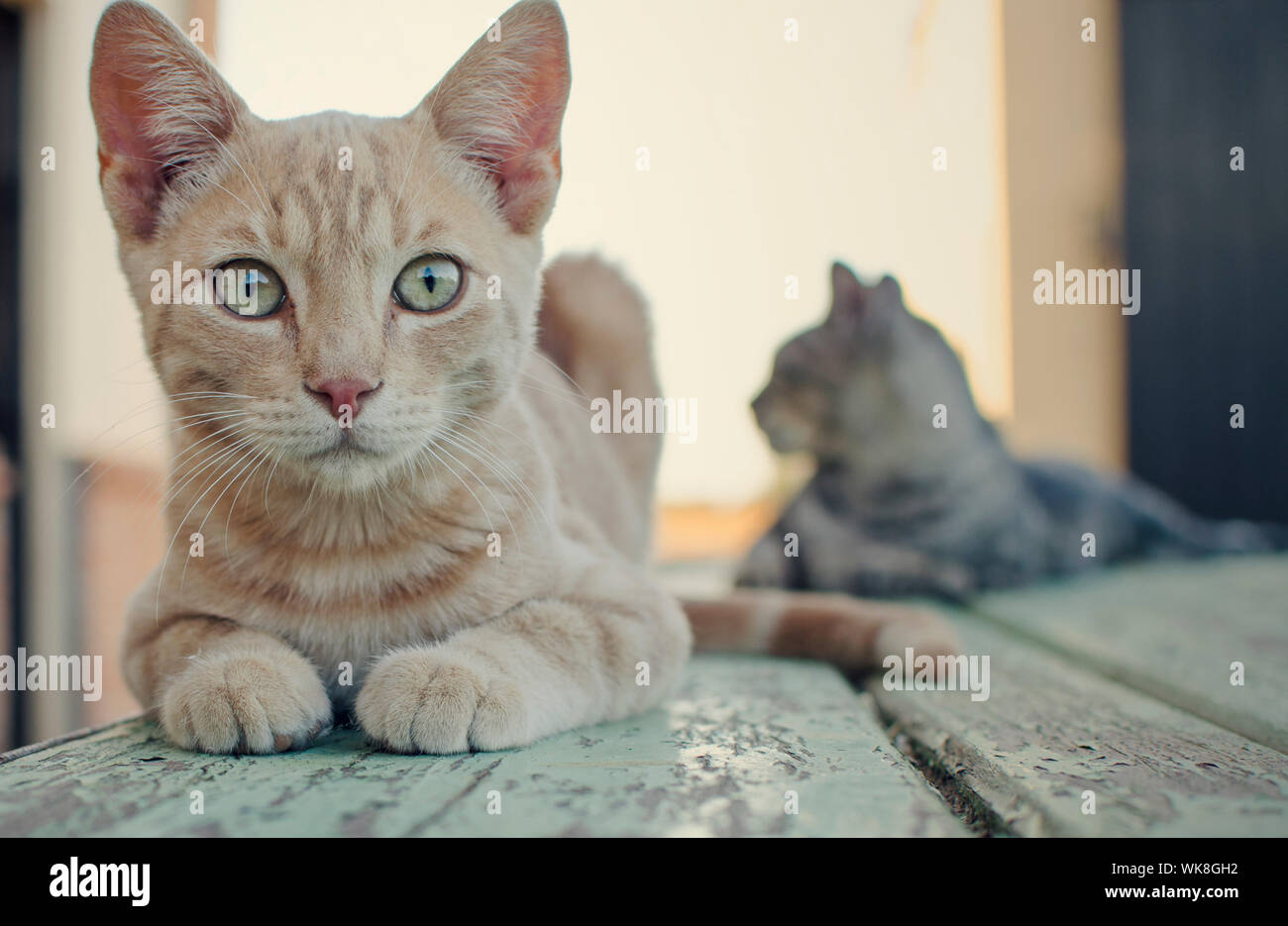 Gelbe Katze auf einem blauen Holztisch mit seinem Freund auf dem Hintergrund Stockfoto