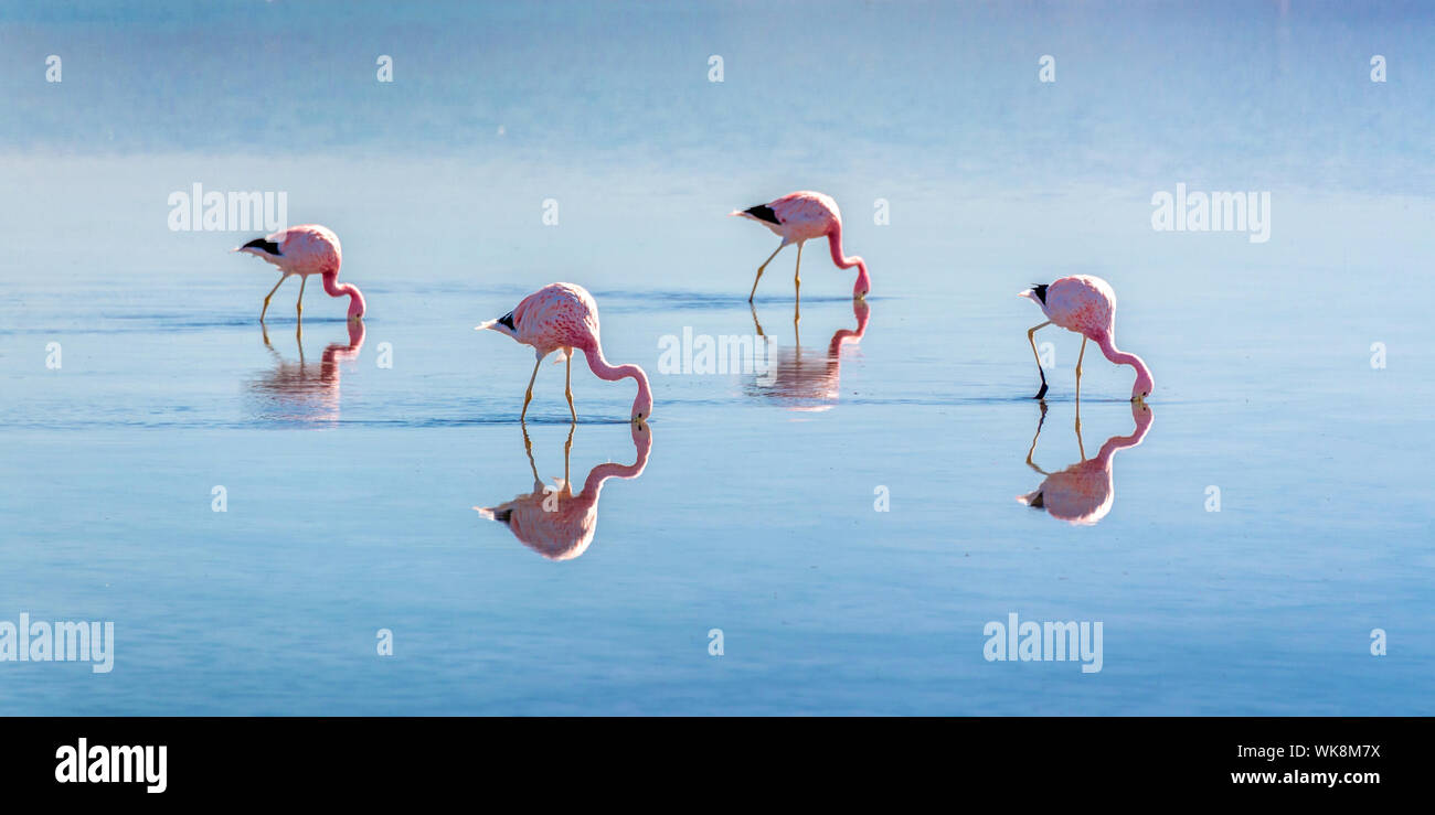 Andengemeinschaft Flamingos in der Laguna Chaxa, atacama salar, Chile Stockfoto