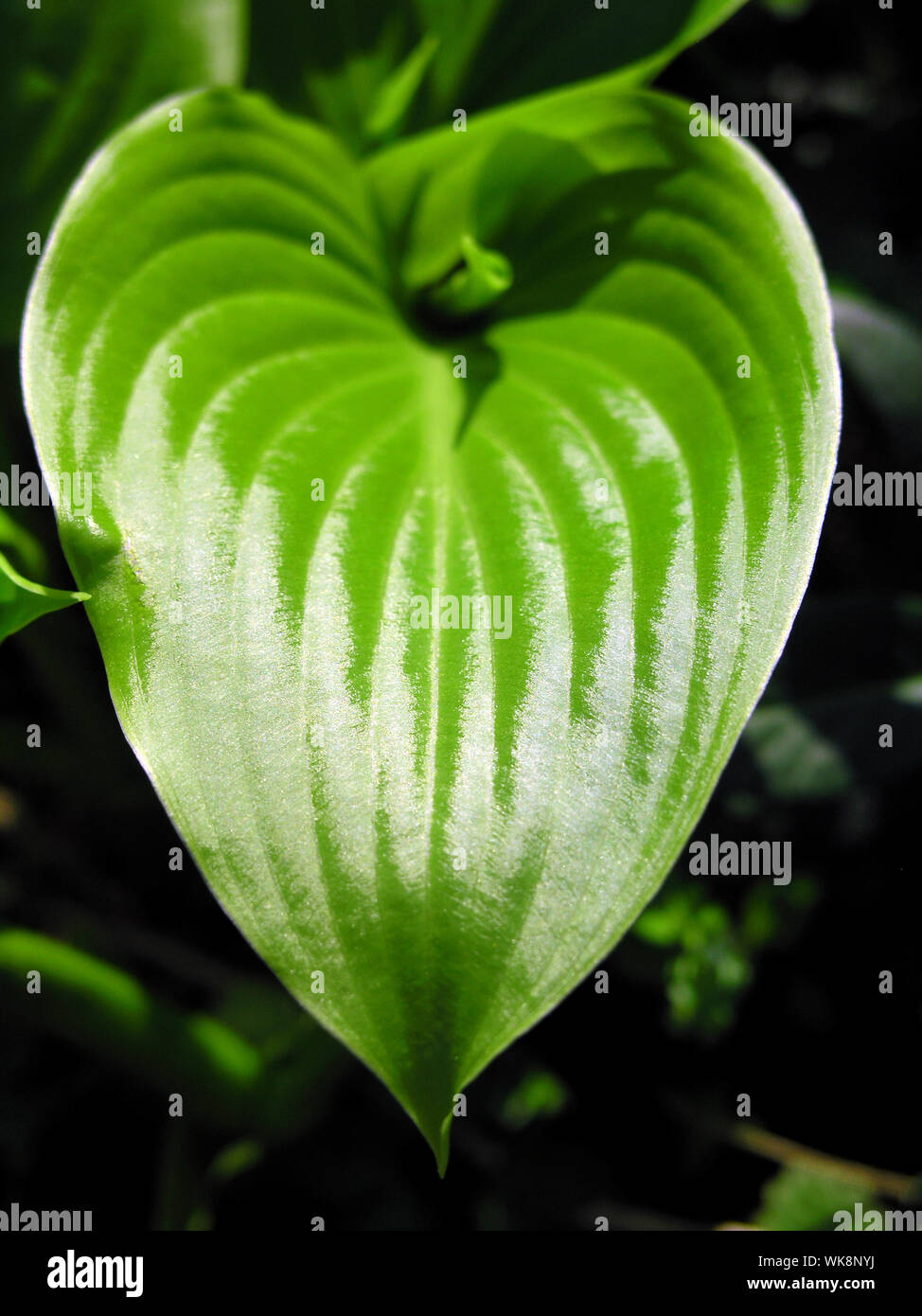 Big Green Leaf Stockfoto