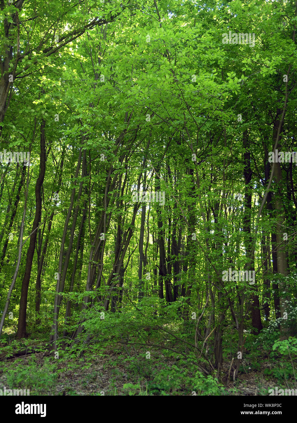 Wald Stockfoto