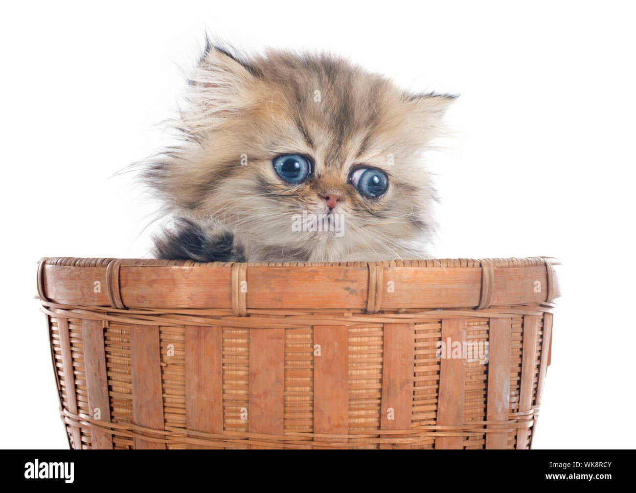 Perser Kätzchen vor weißem Hintergrund Stockfoto