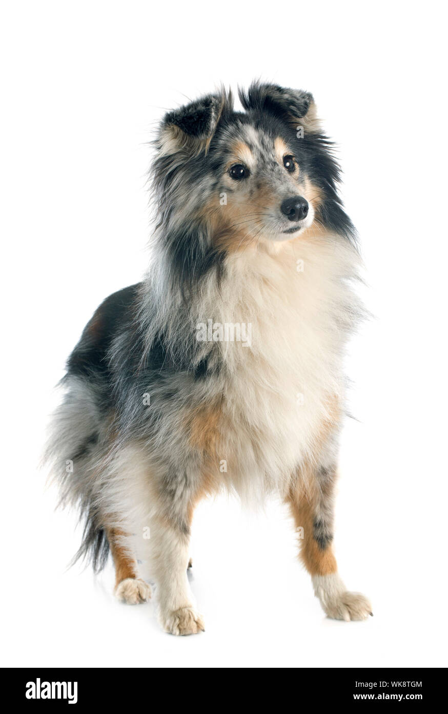 Porträt eines reinrassigen Shetland Hundes vor weißem Hintergrund Stockfoto
