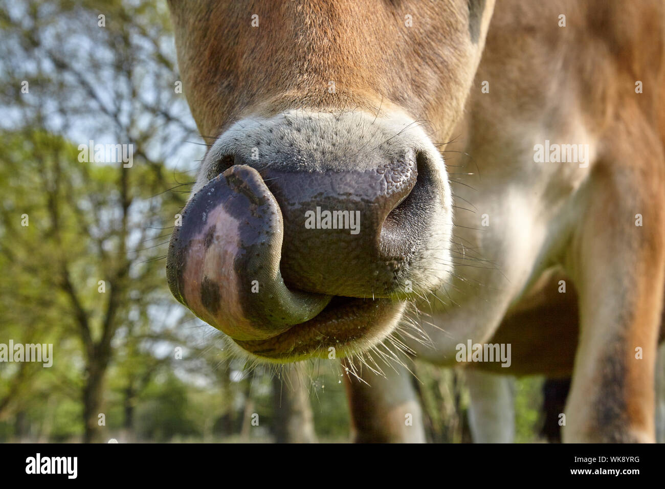 In der Nähe von Jersey Kuh lecken es Nase Stockfoto