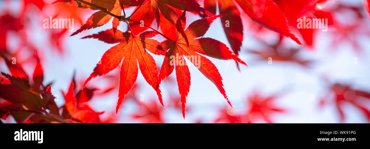 Rote Ahornblätter Panoramablick Hintergrund, Herbst Konzept Stockfoto