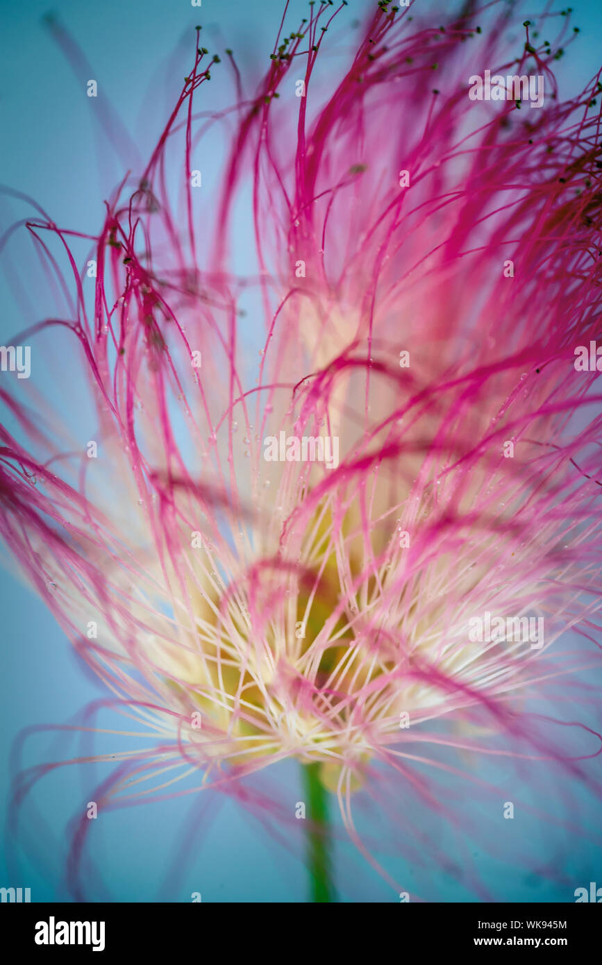 Nahaufnahme einer rosa persischer Seide Baum oder Mimosa Tree (Albizia julibrissin) Blüte Stockfoto